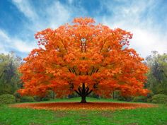 image-582177-autumn.png